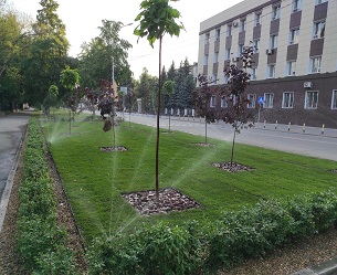 газон Спортивный